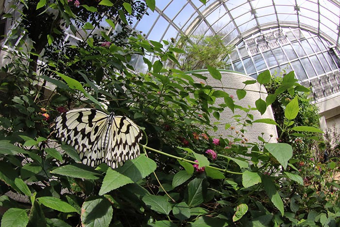 2.箕面公園昆虫館