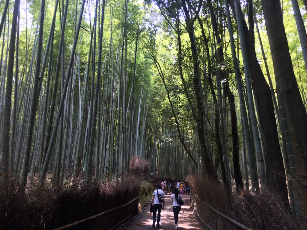 6.Bamboo Grove