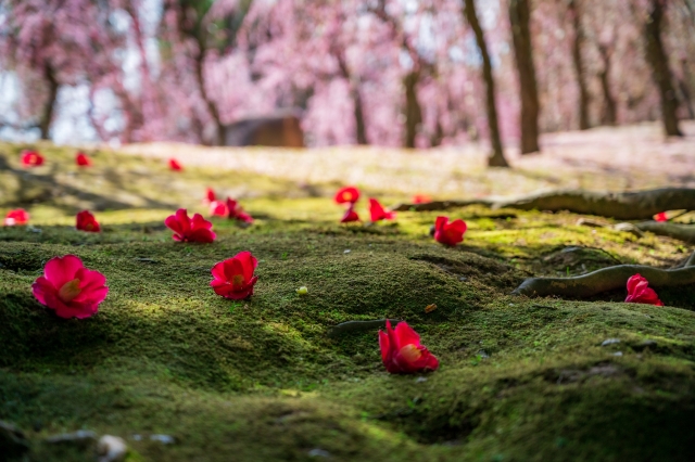 ume_thubaki_jonan-gu